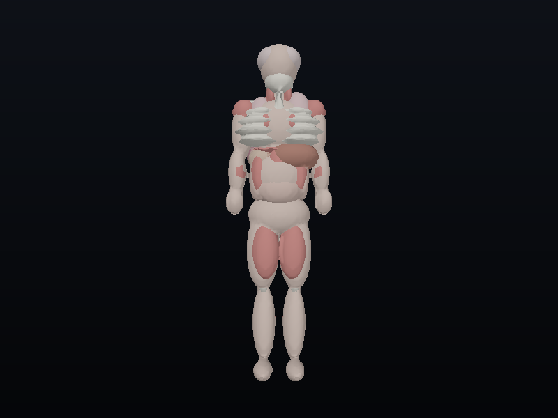 intact anatomical being, skin outermost