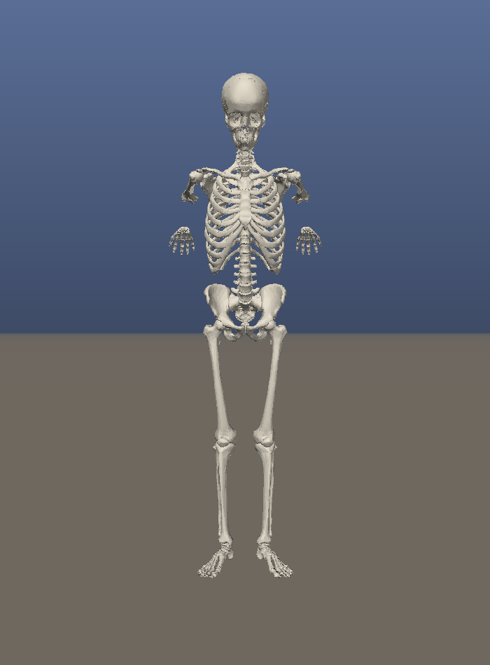 Skeleton bench -- ours vs the anatomical oracle on the same invariants