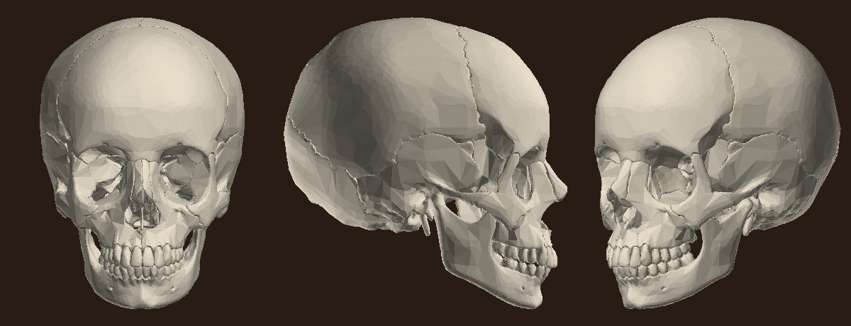 BodyParts3D scanned skull oracle, same renderer